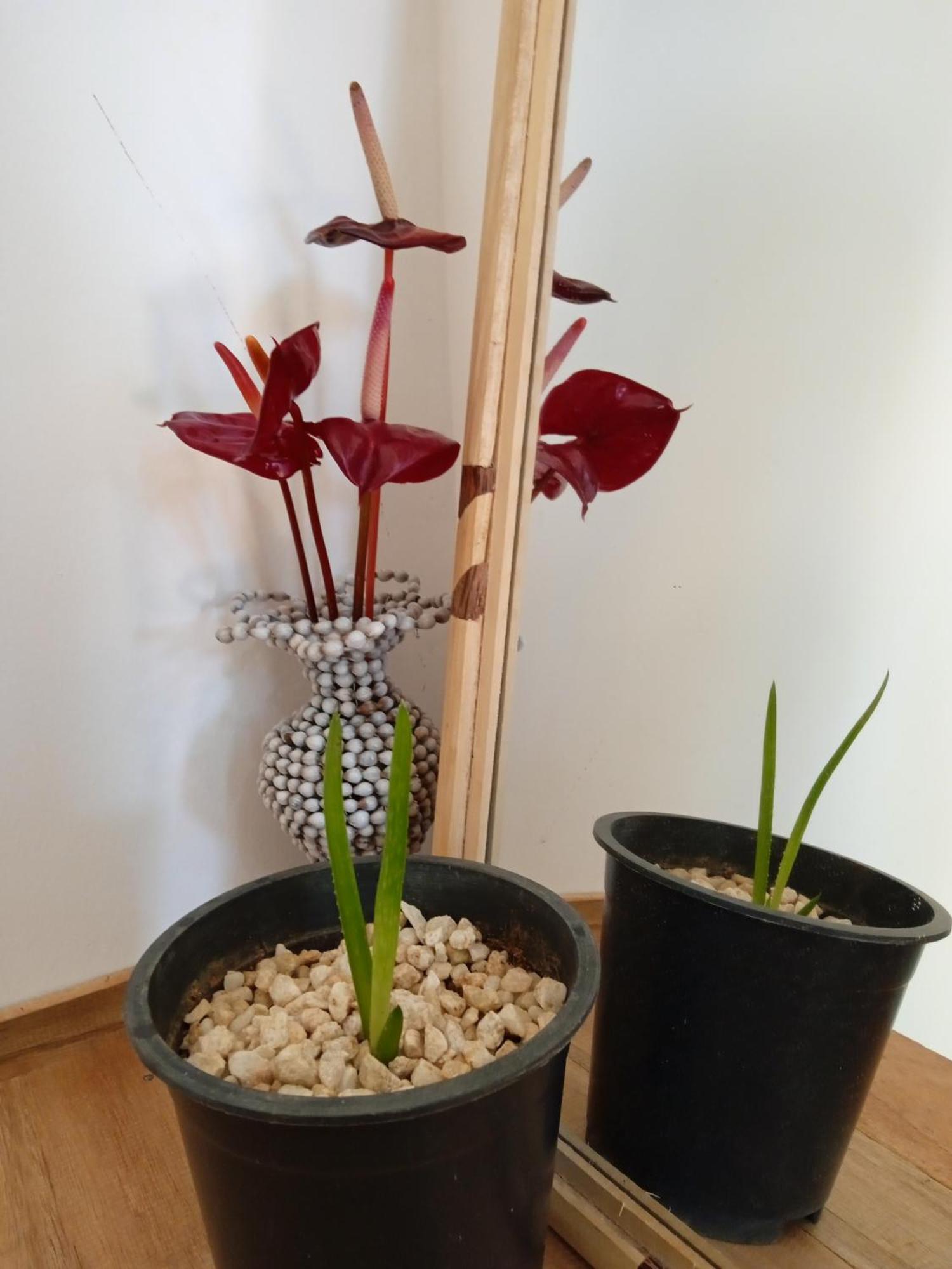 Nine Arch Corner Apartment Ела Екстериор снимка